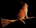 cat-on-broom.jpg