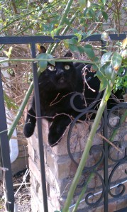 He thinks he's invisible!